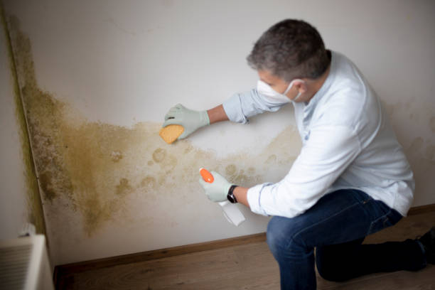 Best Black Mold Removal  in St Ansgar, IA