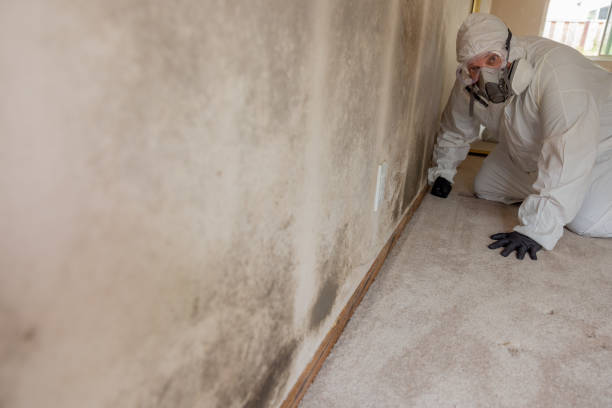 Best Environmental Consulting for Mold Prevention  in St Ansgar, IA
